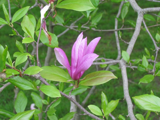 Magnolia x 'Galaxy' HalifaxMagnoliaLilifloraGalaxyFlower1.JPG
