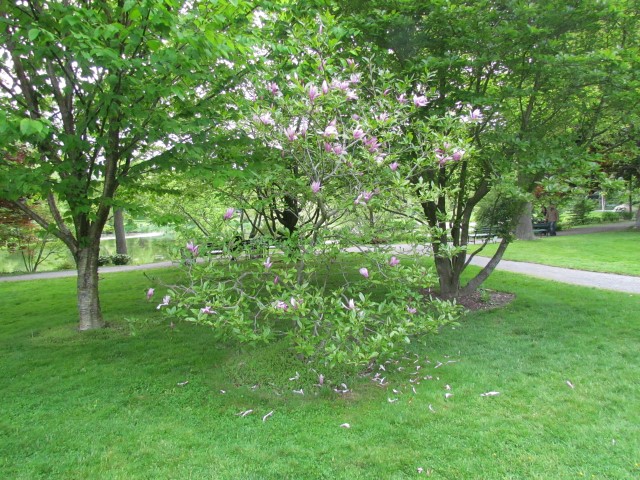 Magnolia x 'Galaxy' HalifaxMangoliaLilifloraGalaxy1.JPG