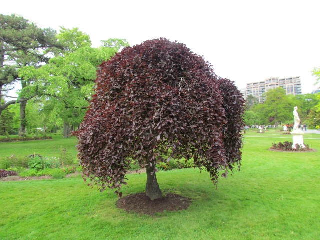 Fagus sylvatica HalifaxPurpleWeepingBeech.JPG