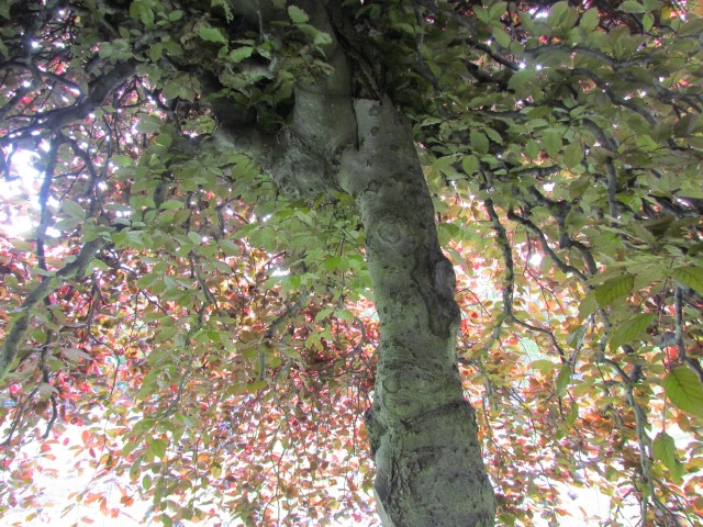 Fagus sylvatica HalifaxPurpleWeepingBeechInside.JPG