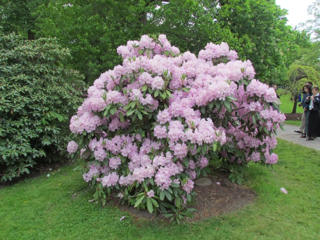 Rhododendron spp HalifaxRhododendronEricaceaeaInBloom.JPG