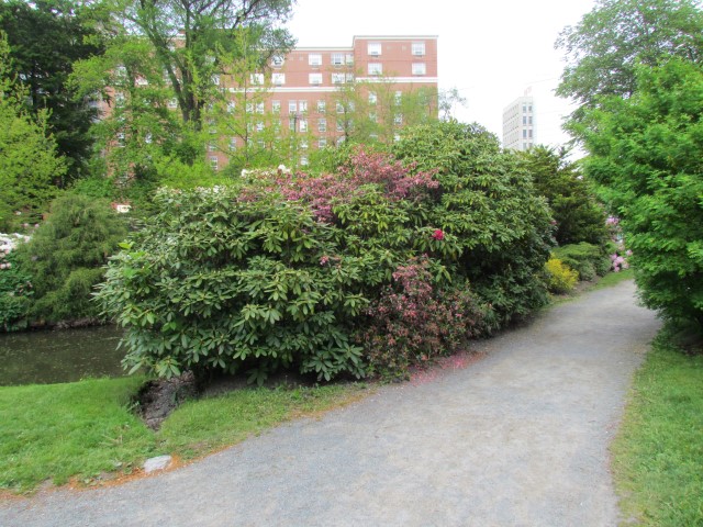 Rhododendron spp HalifaxRhododendronParkersPink.JPG