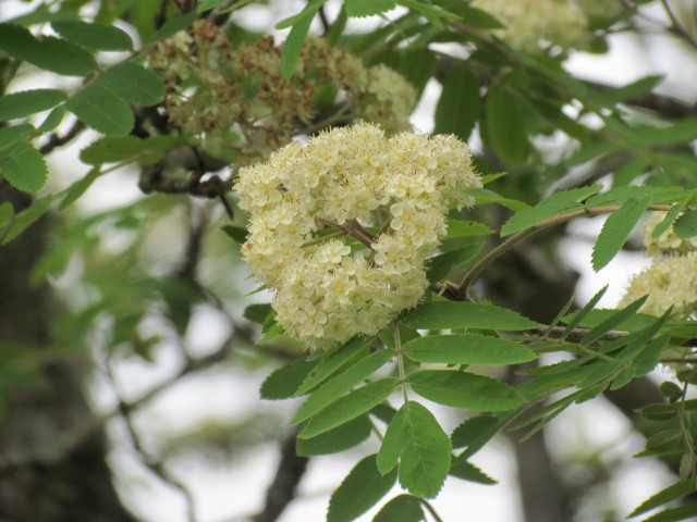 Salix alba HalifaxSalixAlbaFlower.JPG