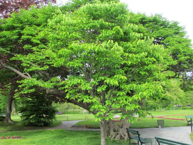 Syringa reticulata HalifaxSyringaReticulataIvorySilk.JPG