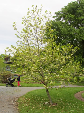 Magnolia denudata HalifaxTwoMagnoliaDenudata2.JPG