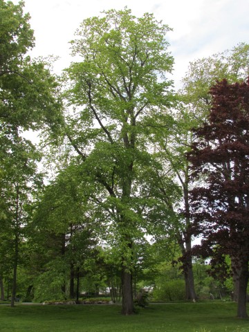 Ulmus glabra HalifaxUlmusGlabra.JPG