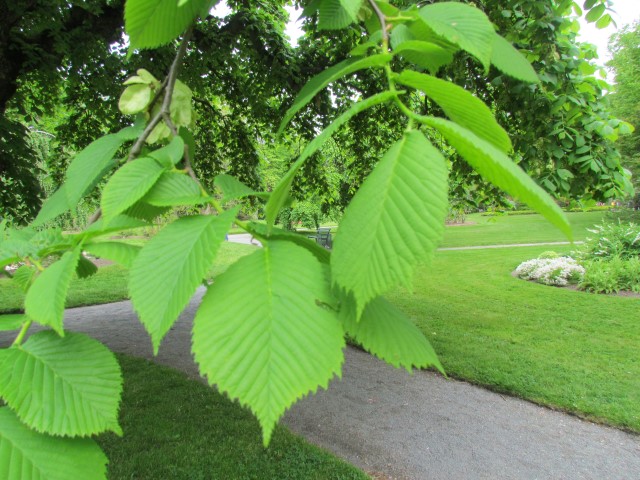 Ulmus glabra HalifaxUlmusGlabraCamperdowniiLeaf.JPG