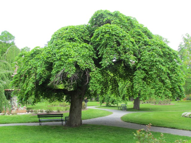 Ulmus glabra HalifaxUlmusGlabraCamperdowniiTree1.JPG