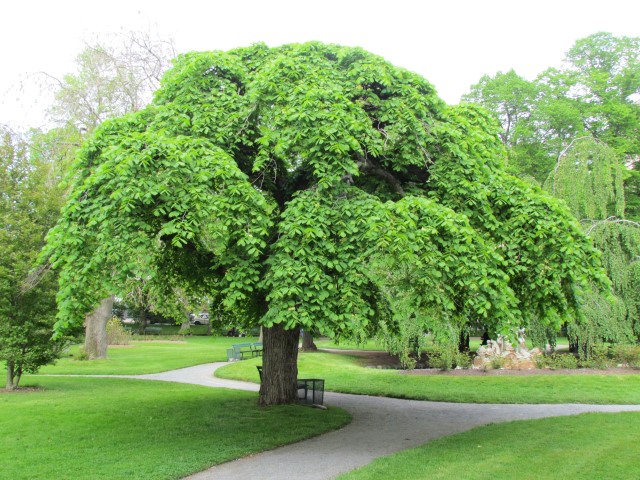 Ulmus glabra HalifaxUlmusGlabraCamperdowniiTree2.JPG