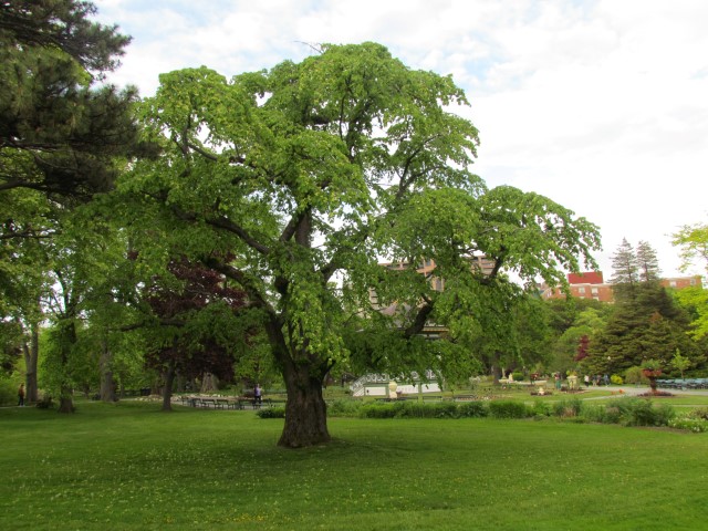 Ulmus glabra HalifaxUlmusGlabraCamperdownii_2_1.JPG