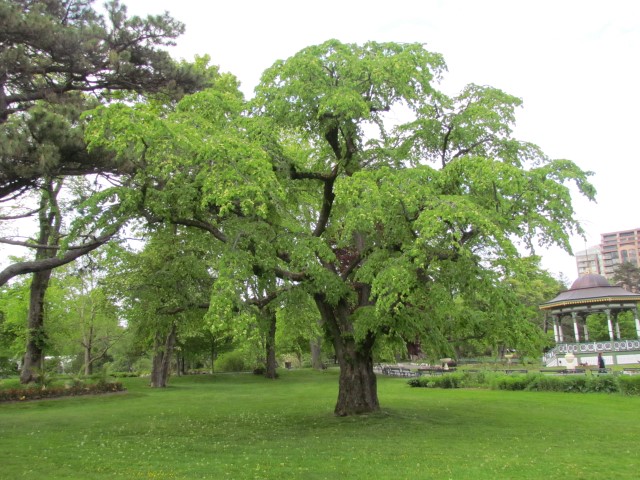 Ulmus glabra HalifaxUlmusGlabraCamperdownii_2_2.JPG