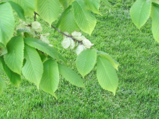 Ulmus glabra HalifaxUlmusGlabraFlowerLeaf.JPG