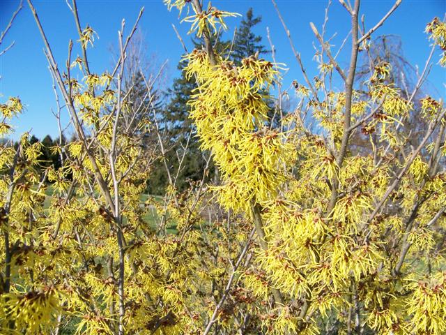 Picture of Hamamelis x intermedia 'Arnold Promise' Arnold Promise Witchhazel