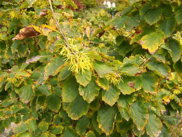 Picture of Hamamelis virginiana  Common Whichhazel