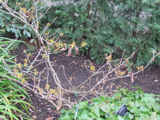 Hamamelis x intermedia HamamelisMollisPallida2.JPG