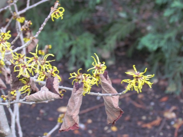 Hamamelis x intermedia HamamelisMollisPallida3.JPG