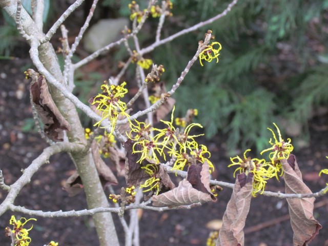 Hamamelis x intermedia HamamelisMollisPallida4.JPG