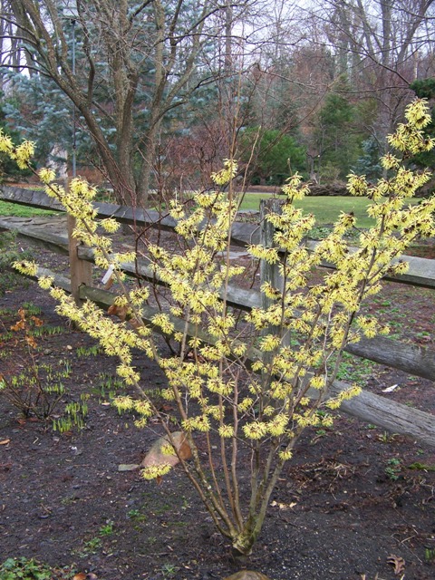 Picture of Hamamelis x intermedia 'Pallida' Pallida Witchhazel