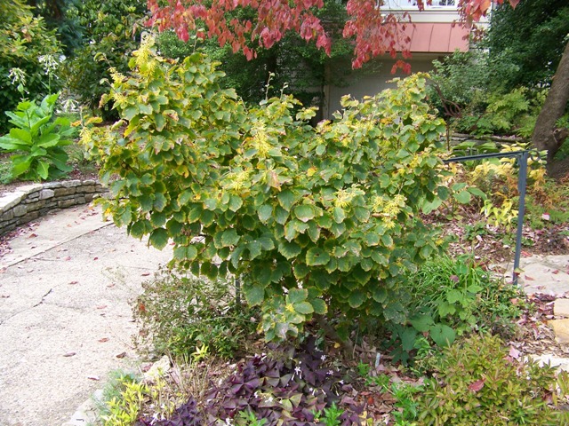 Picture of Hamamelis virginiana  Common Whichhazel