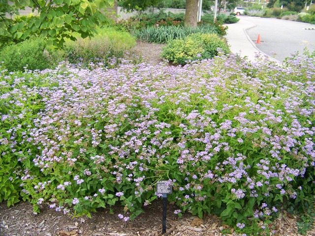 Picture of Eupatorium coelestinum  Hardy Ageratum