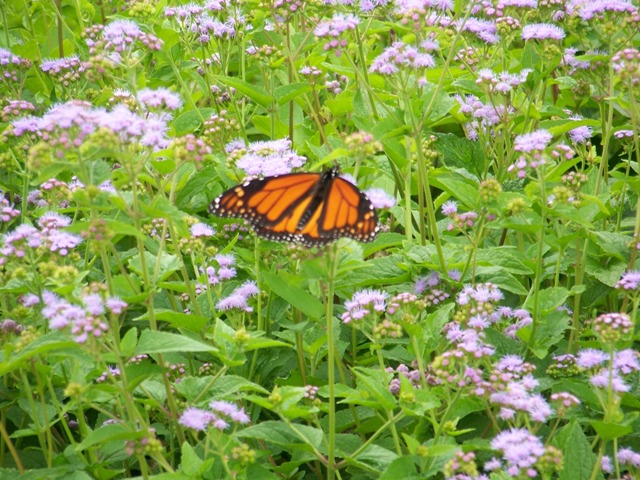 Picture of Eupatorium coelestinum  Hardy Ageratum