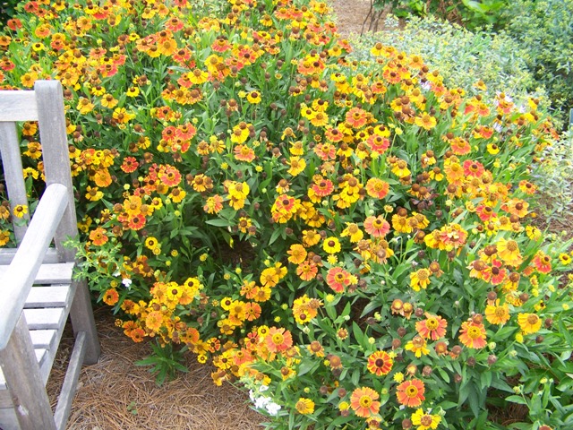 Helenium x HeleniumMardiGras.JPG