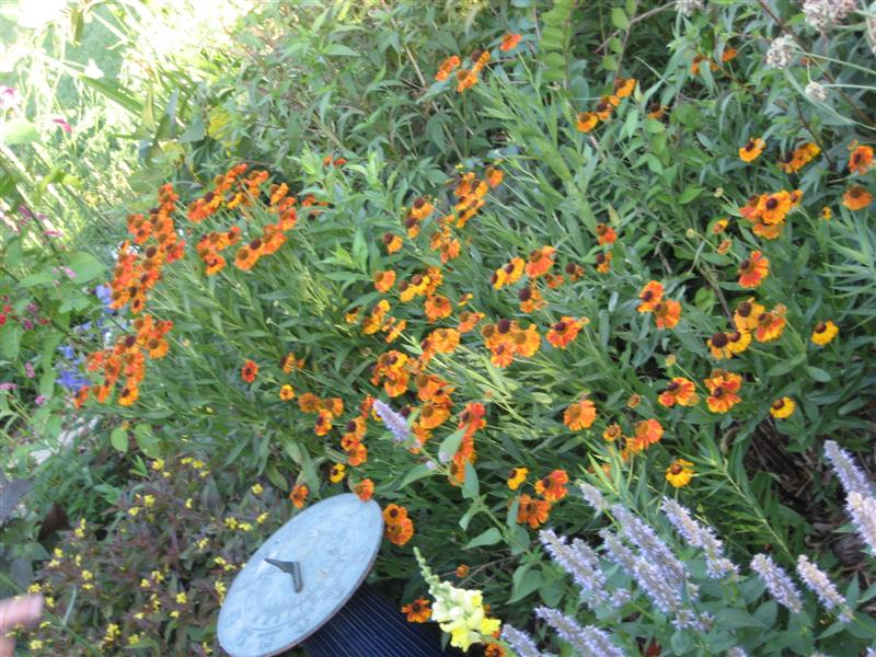 Helenium autumnale Helenium_autumnale_border_st.JPG