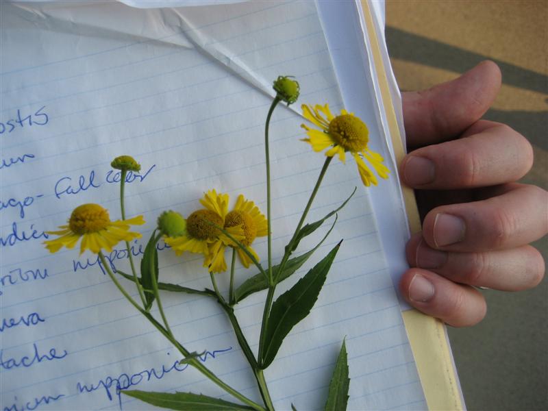 Helenium autumnale Helenium_autumnale_flowers_up.JPG