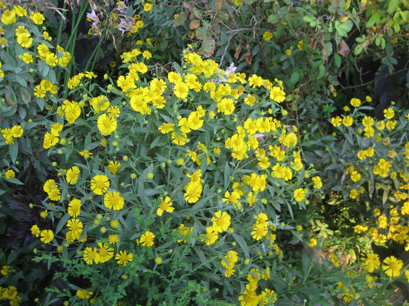 Helenium autumnale Helenium_autumnale_plant_ap.JPG