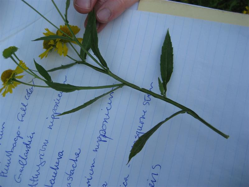 Helenium autumnale Helenium_autumnale_wings_ap.JPG