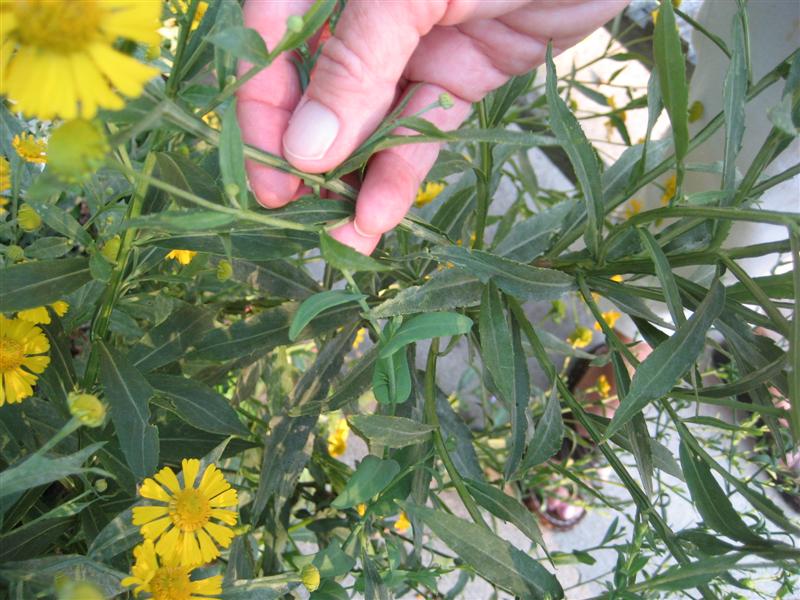 Helenium autumnale Helenium_autumnale_wings_on_plant_ap.JPG