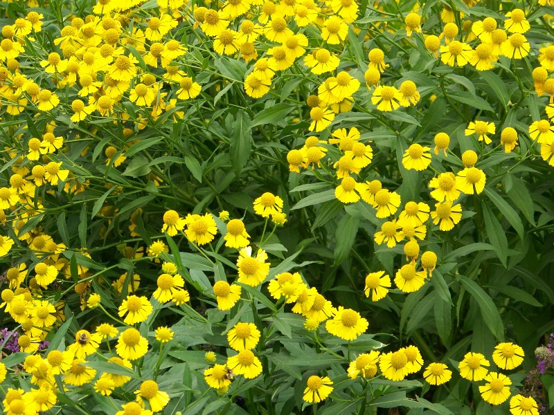 Picture of Helenium autumnale Sneezeweed, Helens Flower