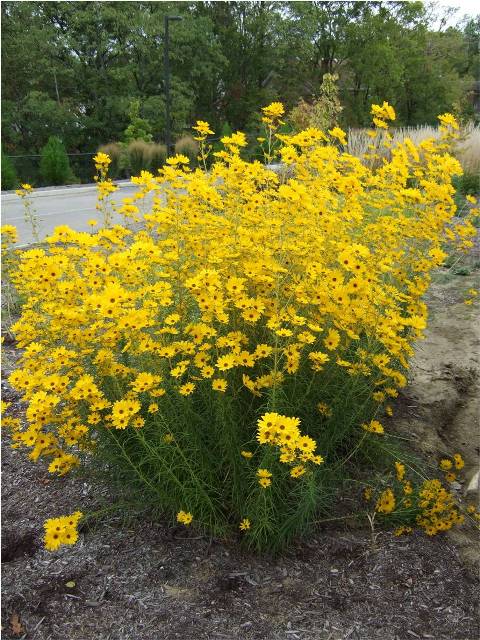 Picture of Helianthus salicifolius 'First light' First Light Willowleaf Sunflower