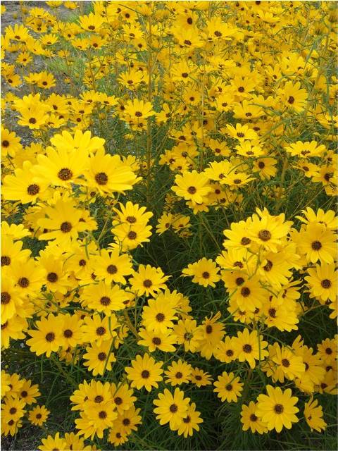 Picture of Helianthus salicifolius 'First light' First Light Willowleaf Sunflower