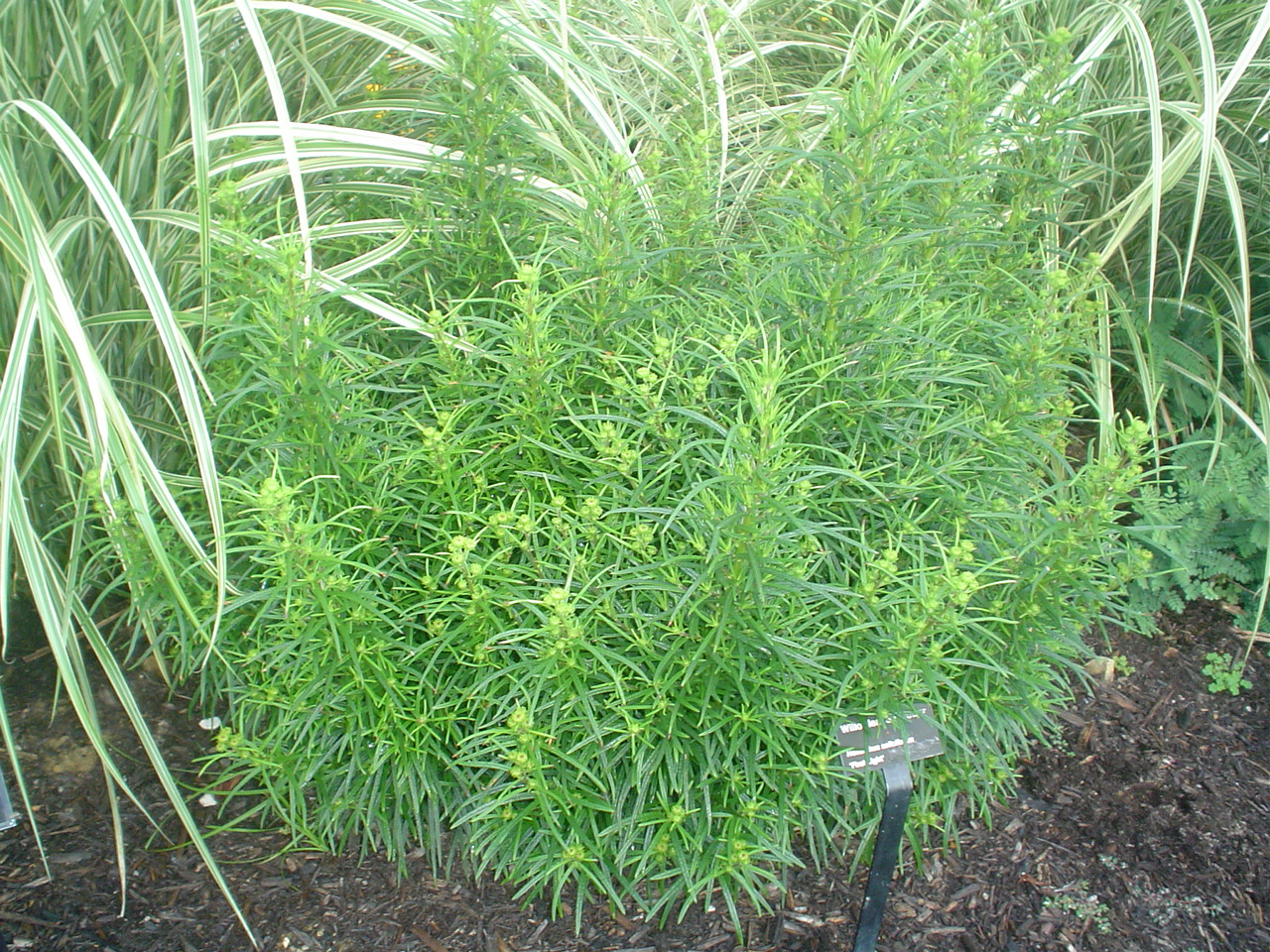 Picture of Helianthus salicifolius 'Low Down' Low Down Willowleaf Sunflower