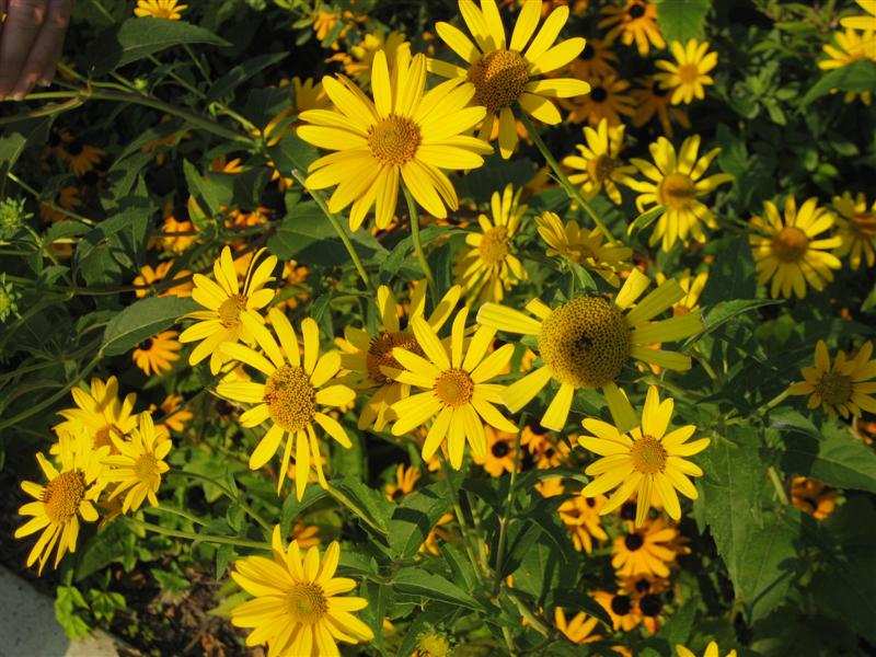 Heliopsis helianthoides Heliopsis_helianthiodes_flowers_ap.JPG