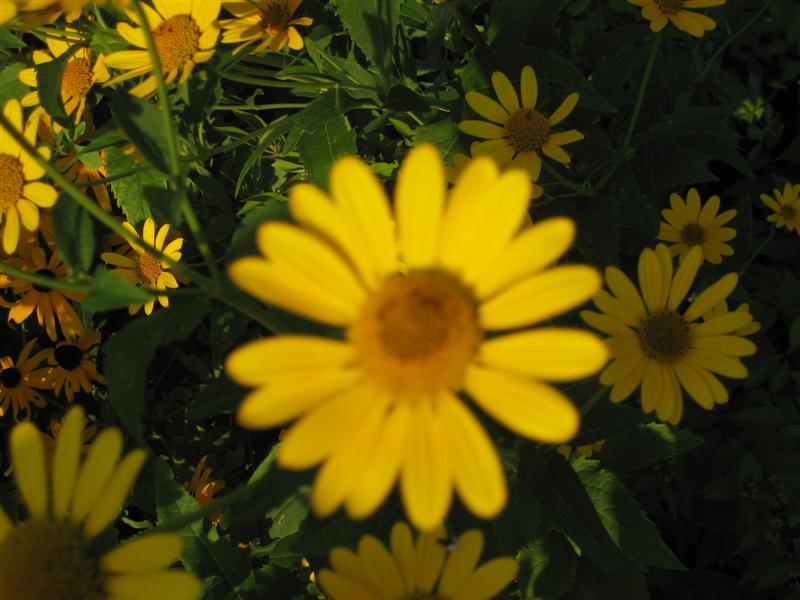 Heliopsis helianthoides Heliopsis_helianthiodes_one_flower_ap.JPG