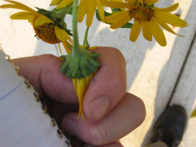 Heliopsis helianthoides Heliopsis_helianthioides_sandpaper_leaves_ap.JPG