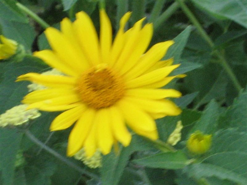 Heliopsis helianthoides Heliopsis_helianthoides_flower_close_st.JPG