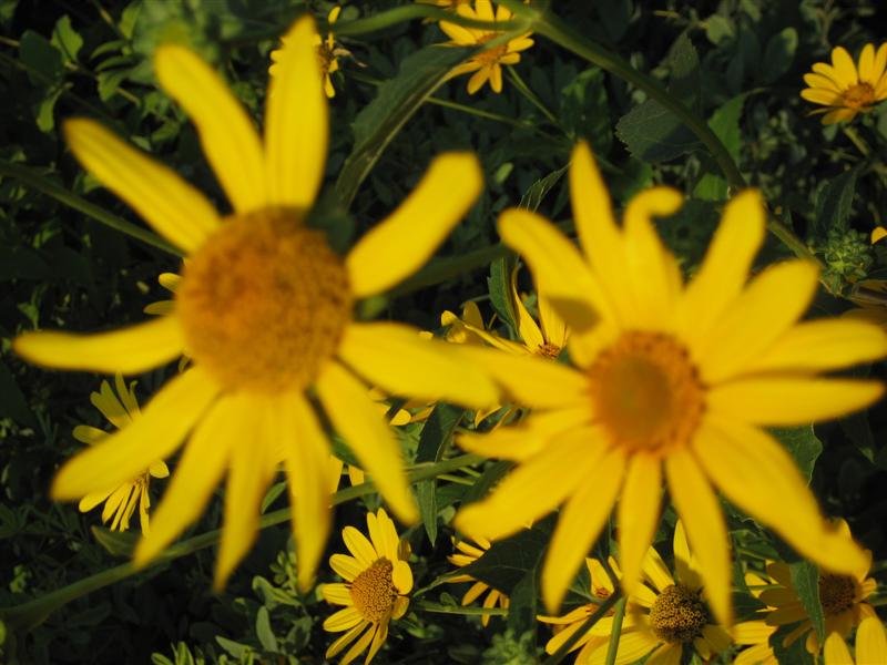 Heliopsis helianthoides Heliopsis_helianthoides_two_flowers_ap.JPG