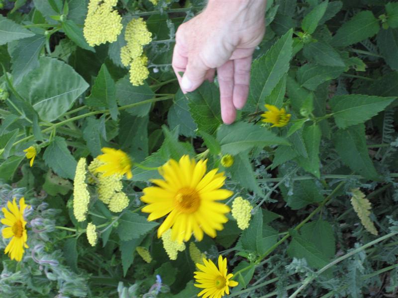 Heliopsis helianthoides Heliopsis_heliantoides_flower_and_leaves_st.JPG