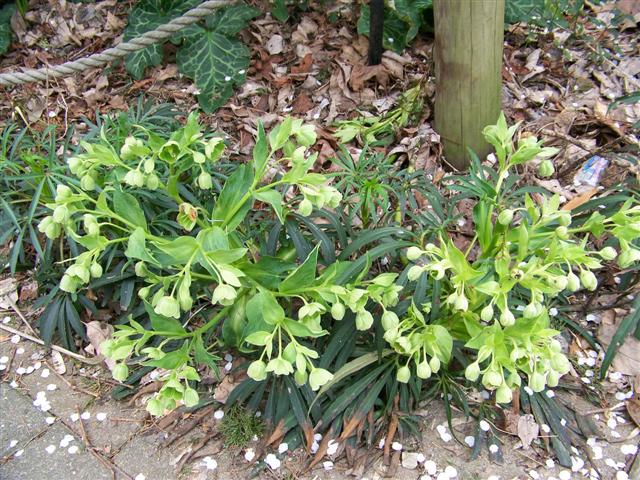 Picture of Helleborus foetidus  Stinking Hellebore or Green Hellebore