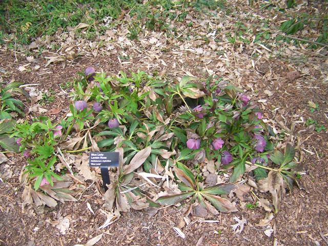 Picture of Helleborus x hybridus 'Blue Lady' Blue Lady Lenten rose