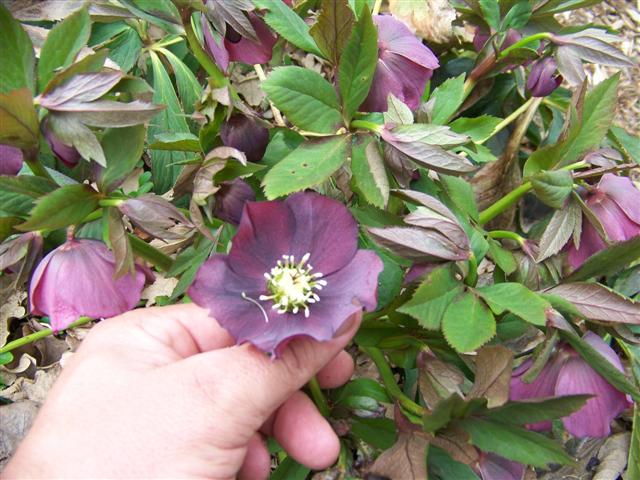 Picture of Helleborus x hybridus 'Blue Lady' Blue Lady Lenten rose