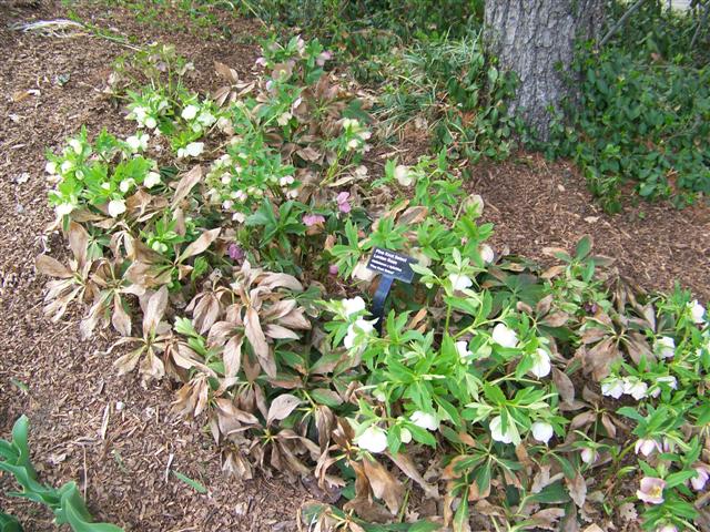 Picture of Helleborus x hybridus 'Pine Knot Select' Pink Knot Select Lenten Rose