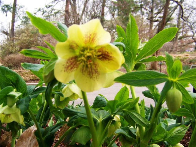 Picture of Helleborus x hybridus 'Yellow Lady' Yellow Lady Lenten Rose