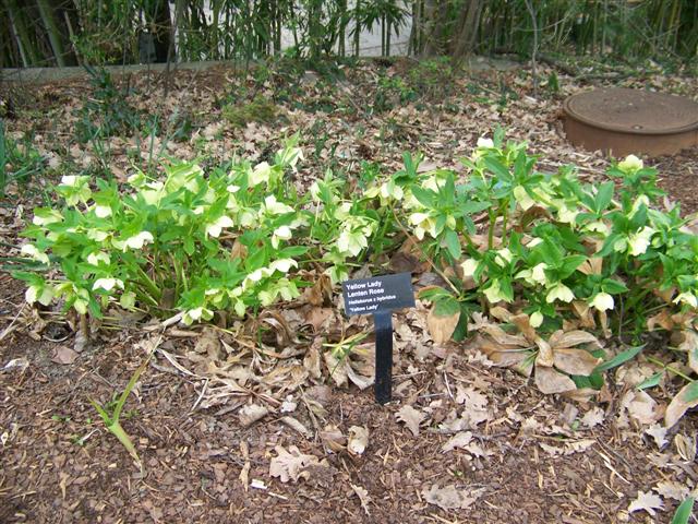 Picture of Helleborus x hybridus 'Yellow Lady' Yellow Lady Lenten Rose