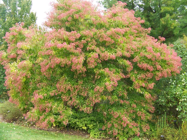 Picture of Heptacodium miconioides  Seven-son Flower