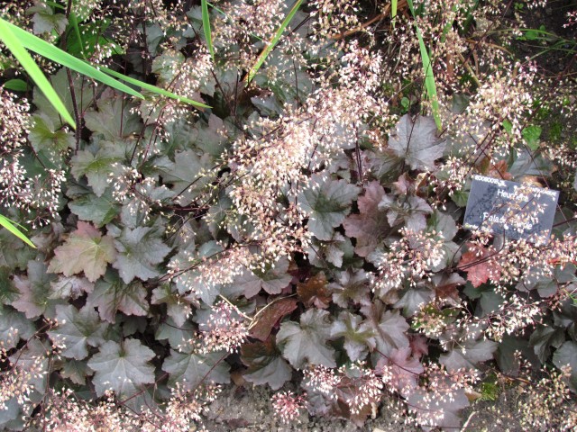 Heuchera micrantha HeucheraPalacePurpleCUBG.JPG