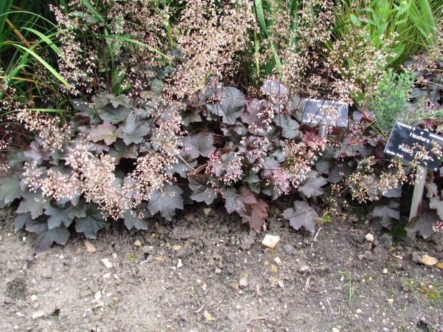 Heuchera micrantha HeucheraPalacePurpleFullCUBG.JPG